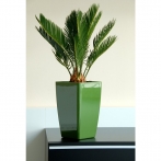 Selwatering Pots Mimosa - 15 cm.